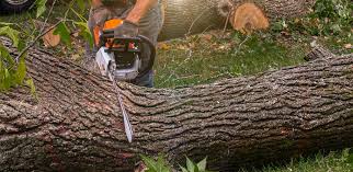 How Our Tree Care Process Works  in  Llano, TX