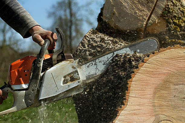 Best Root Management and Removal  in Llano, TX