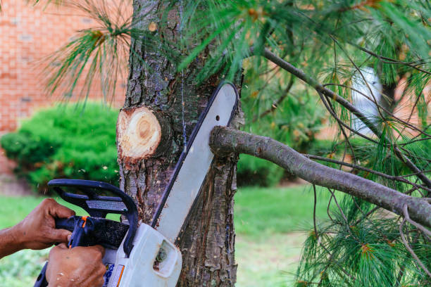 Best Arborist Consultation Services  in Llano, TX